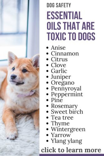 image with text overlay: essential oils that are toxic to dogs