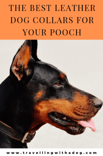 image with text overlay: the best leather dog collars for your pooch