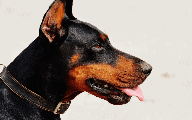 Doberman wearing a leather dog collar