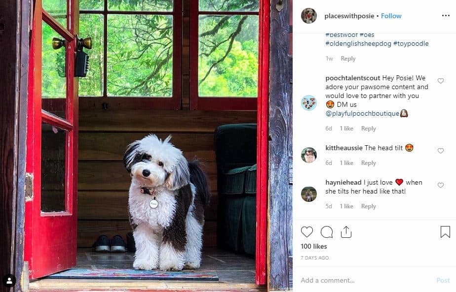 mini sheepadoodle