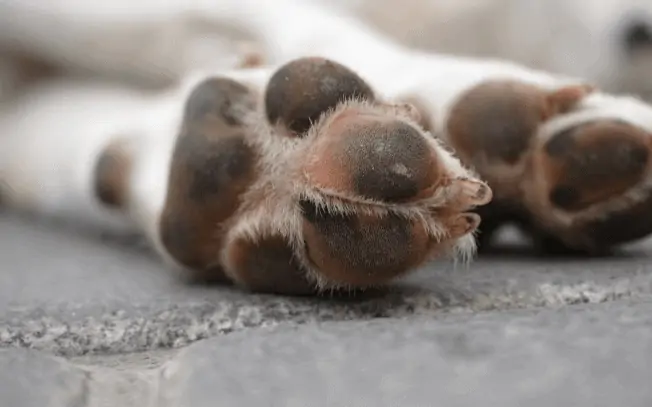 two dog paws