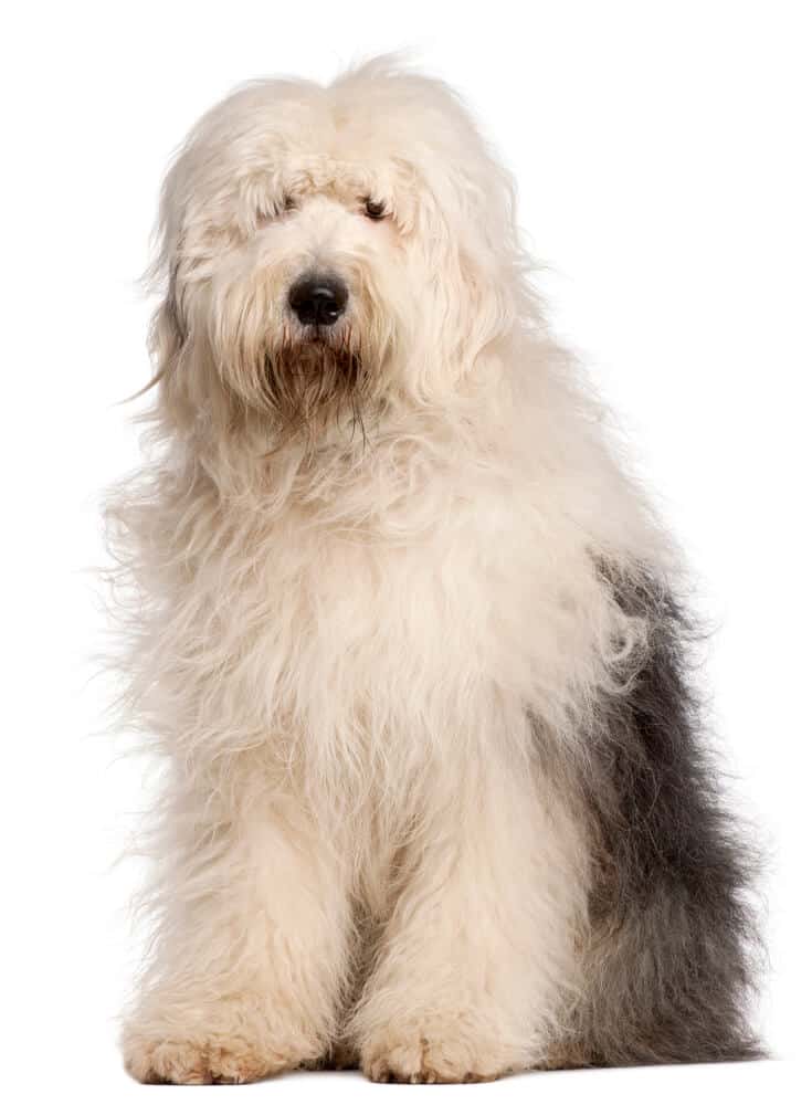 A white fluffy old english sheepdog.