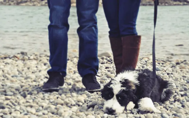 A sheepadoodle puppy laying at two people's feet by the river