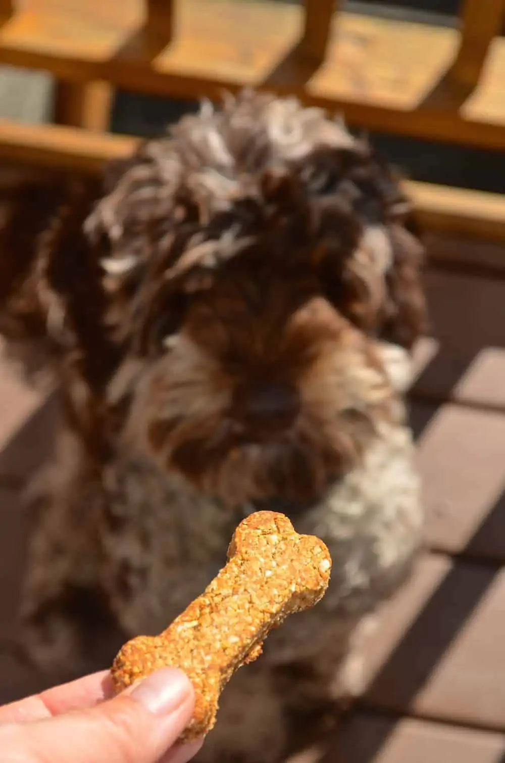 Person holding dog treat while dog waits