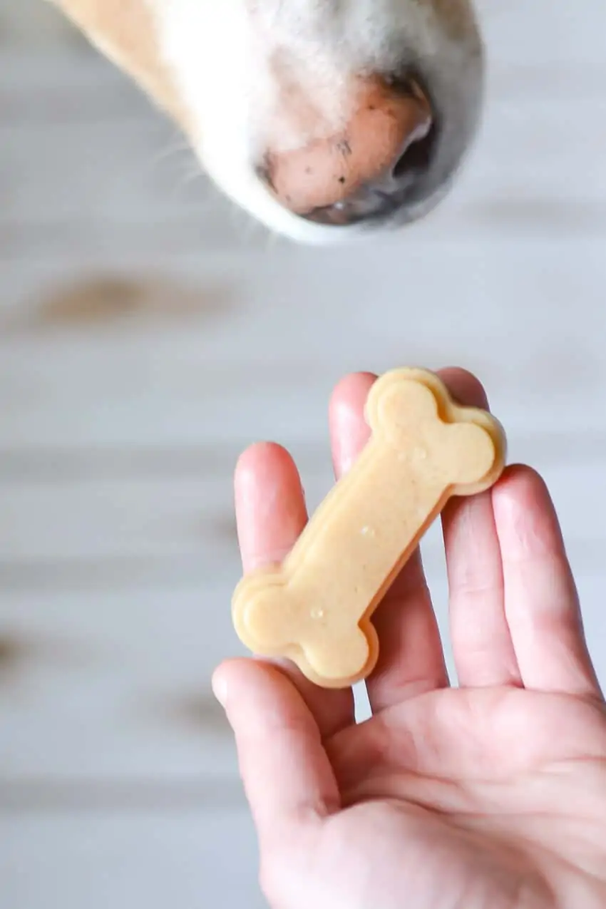 Person holding dog treat while dog waits