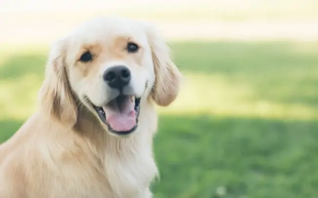 Golden retriever smiling at camera