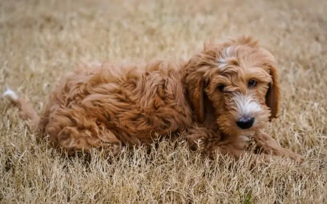 Curly haired brown dog laying in the grass