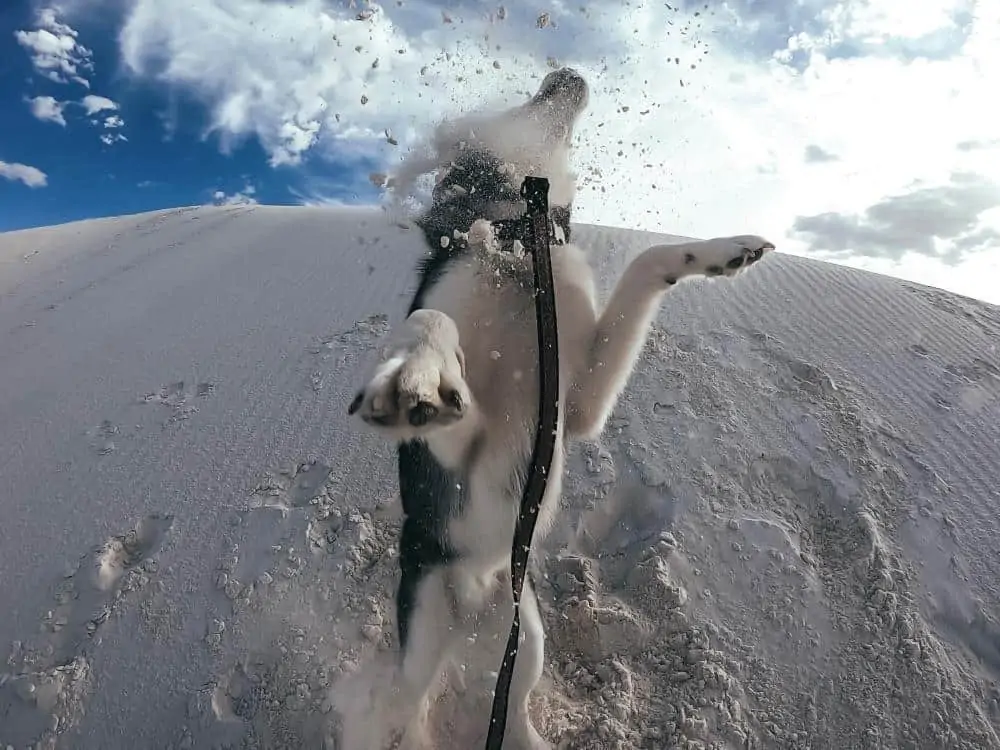 Dog jumping in the sand dunes