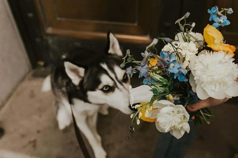 Dog looking up at wedding floral arrangement