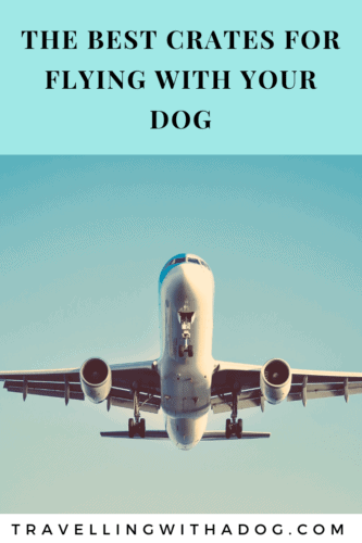 where do large dogs go on a plane