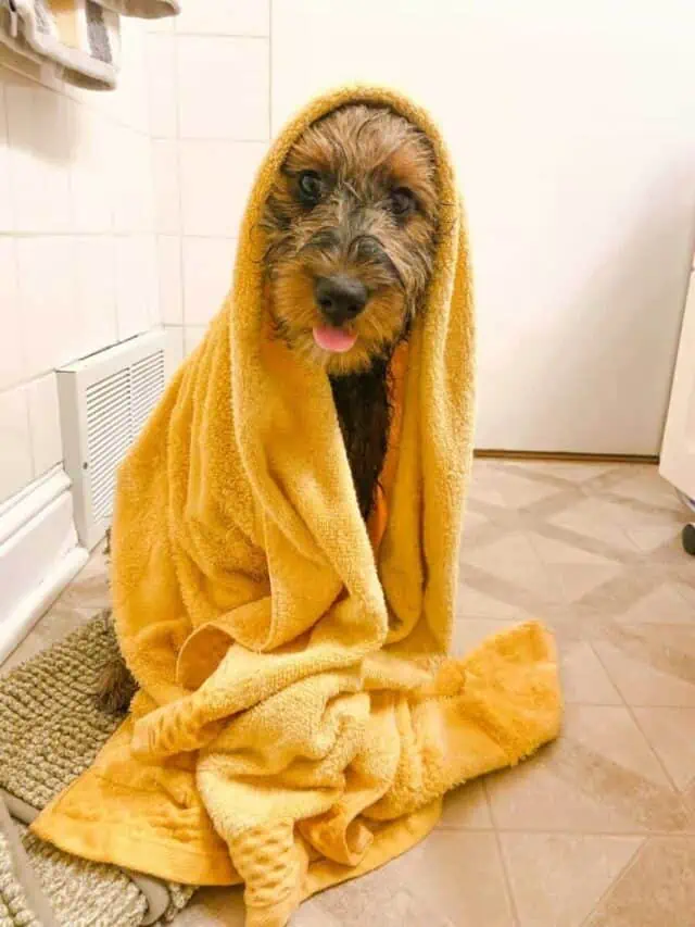 An Aussiedoodle dog just after a bath with a yellow towel wrapped around him.