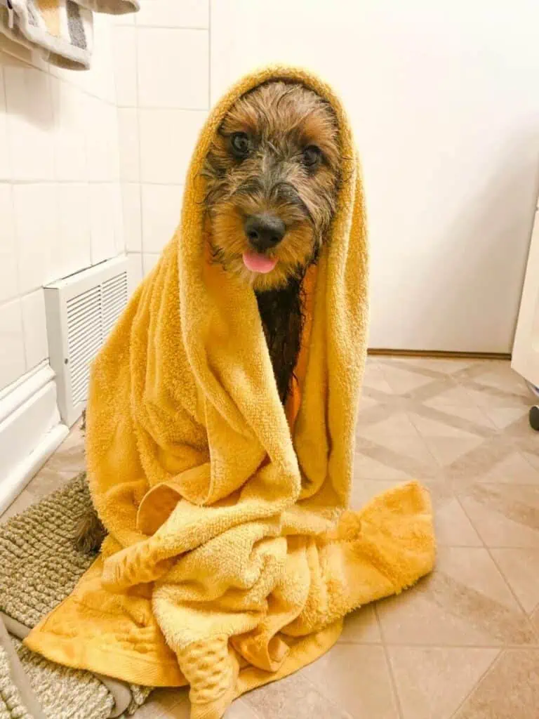 An Aussiedoodle dog just after a bath with a yellow towel wrapped around him.