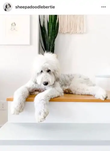 Shaggy Sheepadoodle