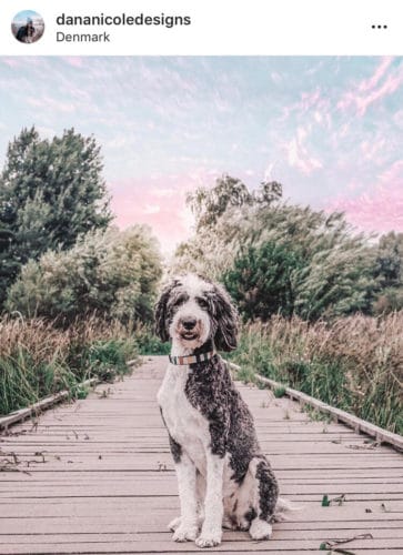 sheepadoodle cuts