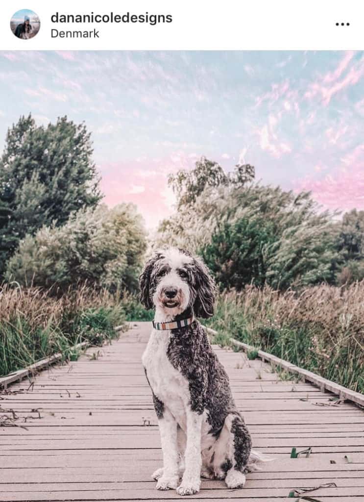 A dog sitting beside green bushes, long grass and a pinky/blue sky