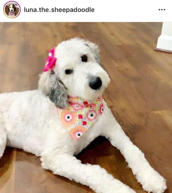 How to Groom Your Sheepadoodle at Home (Tips + Tools)