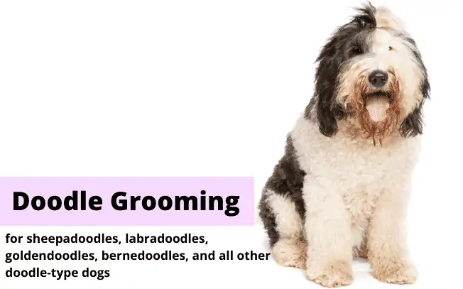 Picture of a brown and white shaggy dog with the text "Doodle Grooming".