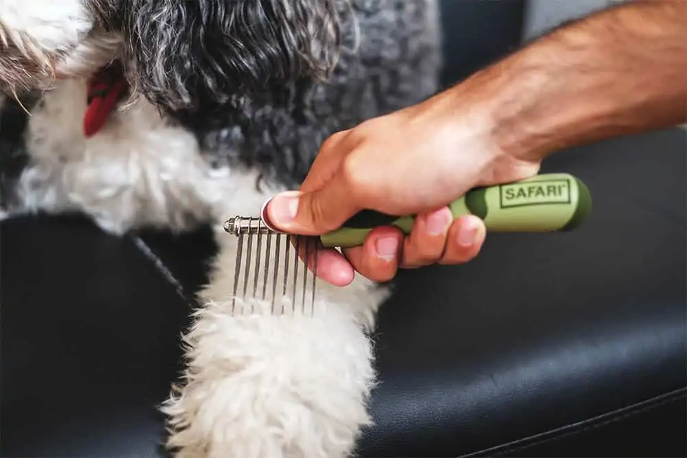 a man combing a dog's fur