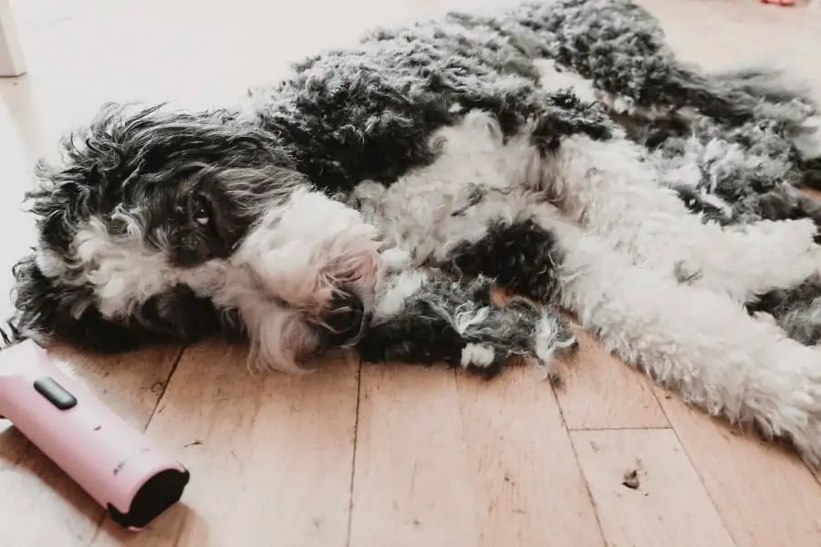 Sheepadoodle sleeping while getting shaved