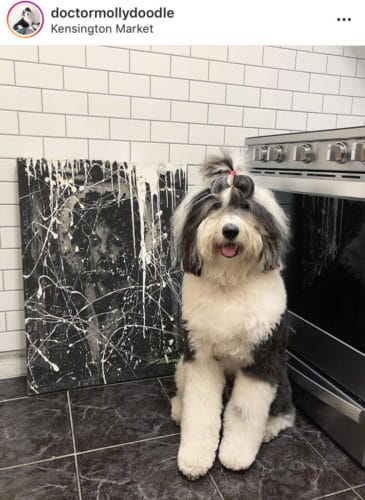 Shaggy Sheepadoodle