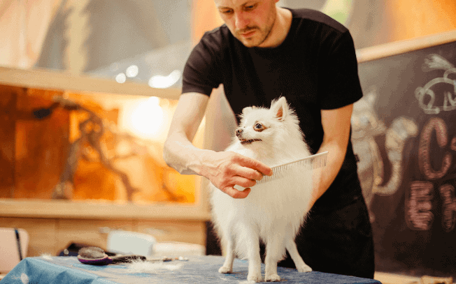 Pomeranian being groomed