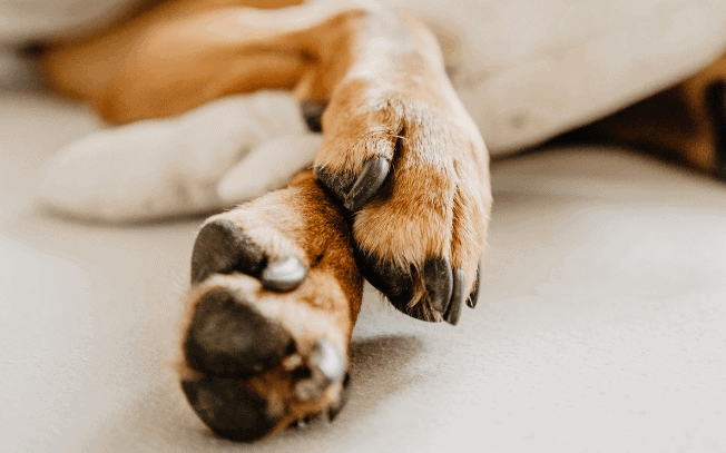 two dogs paws and legs