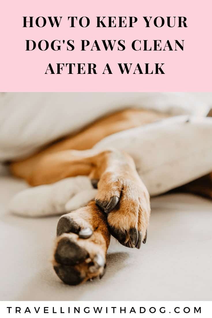 How to Quickly Clean Your Dog's Paws After a Walk