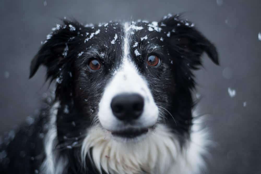 border collie mix near me