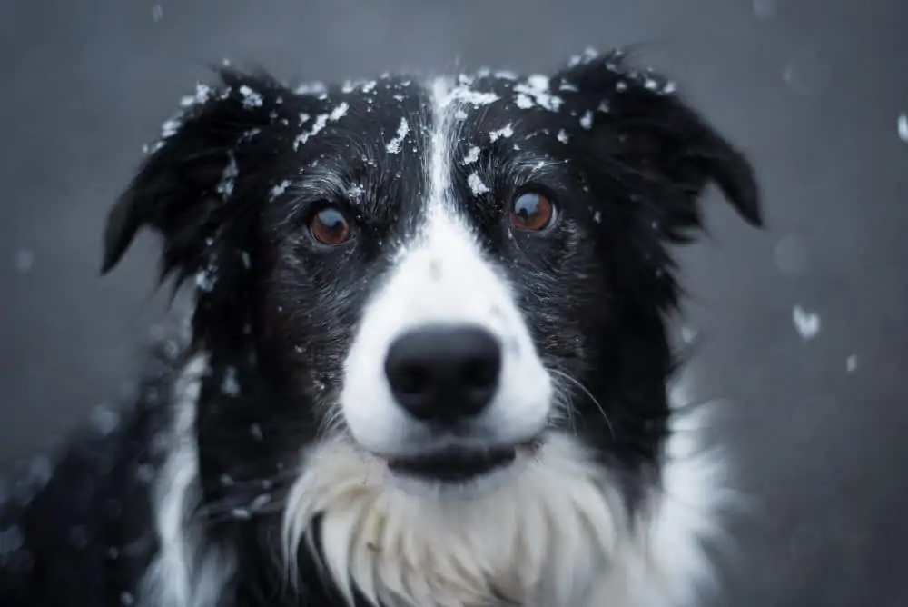 border collie