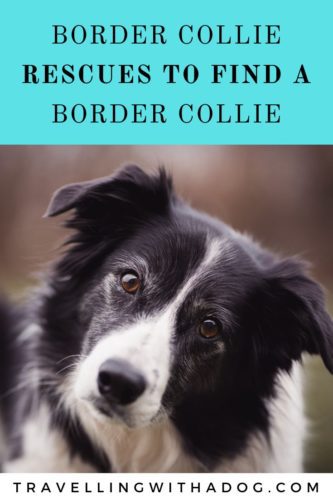 Border Collie Rescues To Find A Border Collie Dog