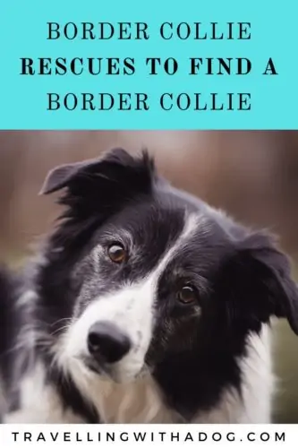 image with text overlay: border collie rescues to find a border collie
