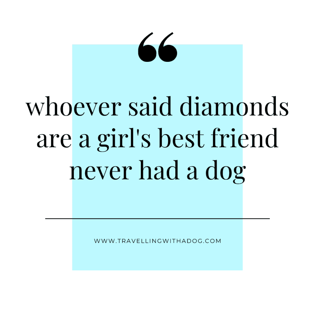 quote: whoever said diamonds are a girl's best friend never had a dog