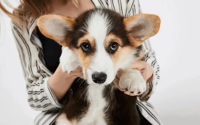 Puppy with big ears sticking up being held by a woman
