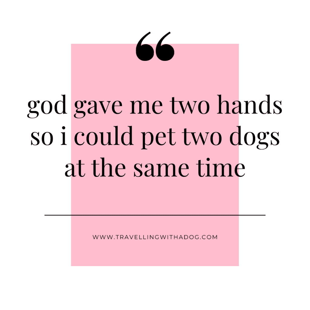 quote: god gave me two hands so i could pet two dogs at the same time