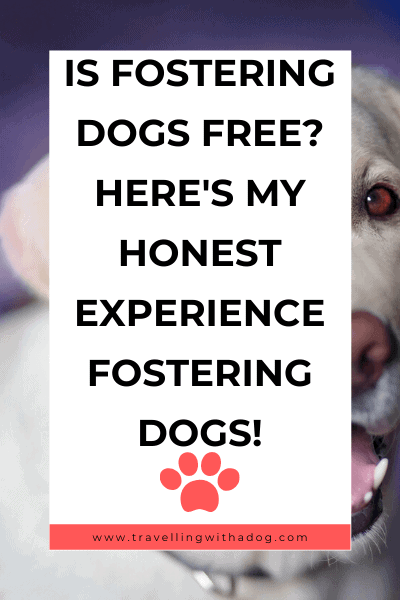 image with text overlay: is fostering dogs free? here's my honest experience fostering dogs