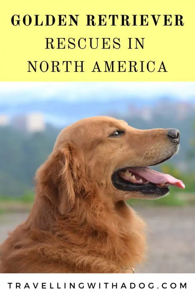 image with text overlay: golden retriever rescues in north america