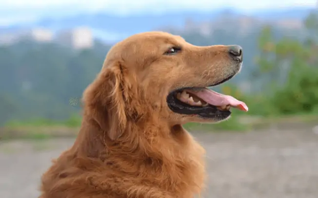 golden retriever side profile.