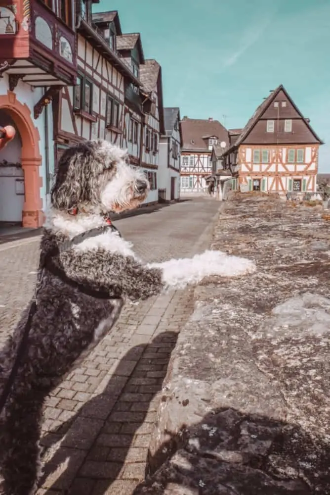 Shaved Sheepadoodle dog with half-timber houses in the background