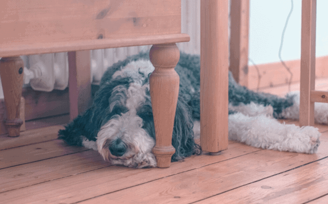 Sleeping Sheepadoodle