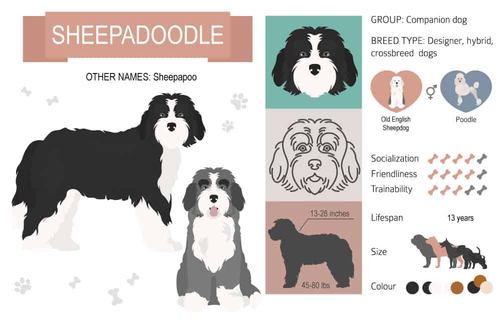 Sheepadoodle cartoon infographic