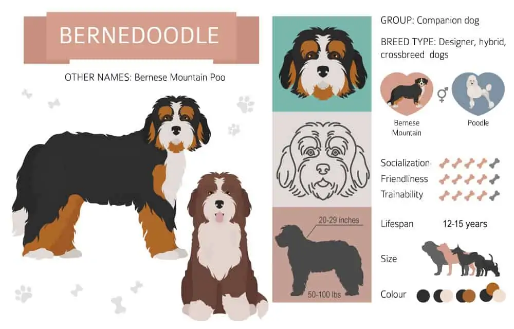 Bernedoodle infographic