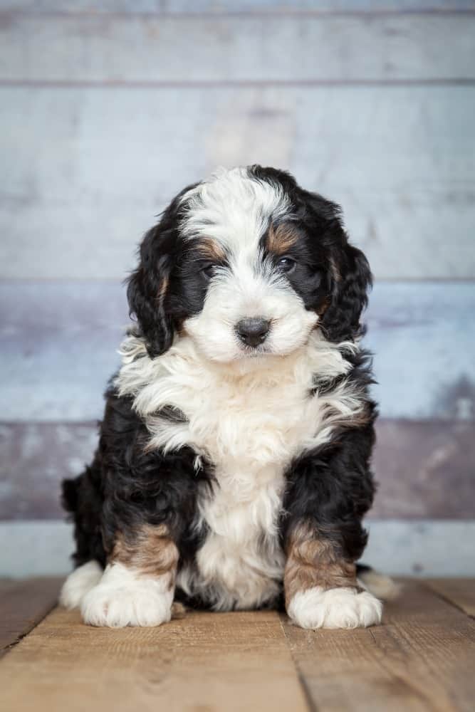 Bernedoodle puppy