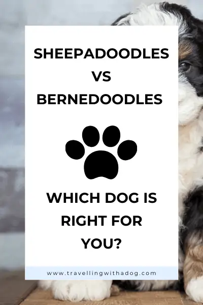 image with text overlay: Sheepadoodles vs Bernedoodles: which one is right for you?