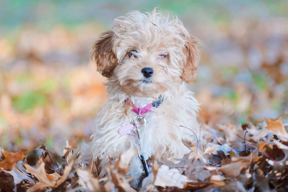 Small beige dog sitting in leaves