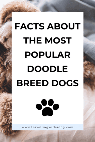 17 Popular & RARE Types of Doodle Dogs You Need to Know About