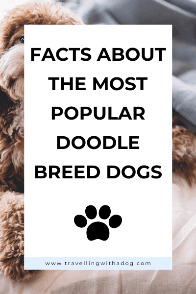 image with text overlay: facts about the most popular doodle breeds