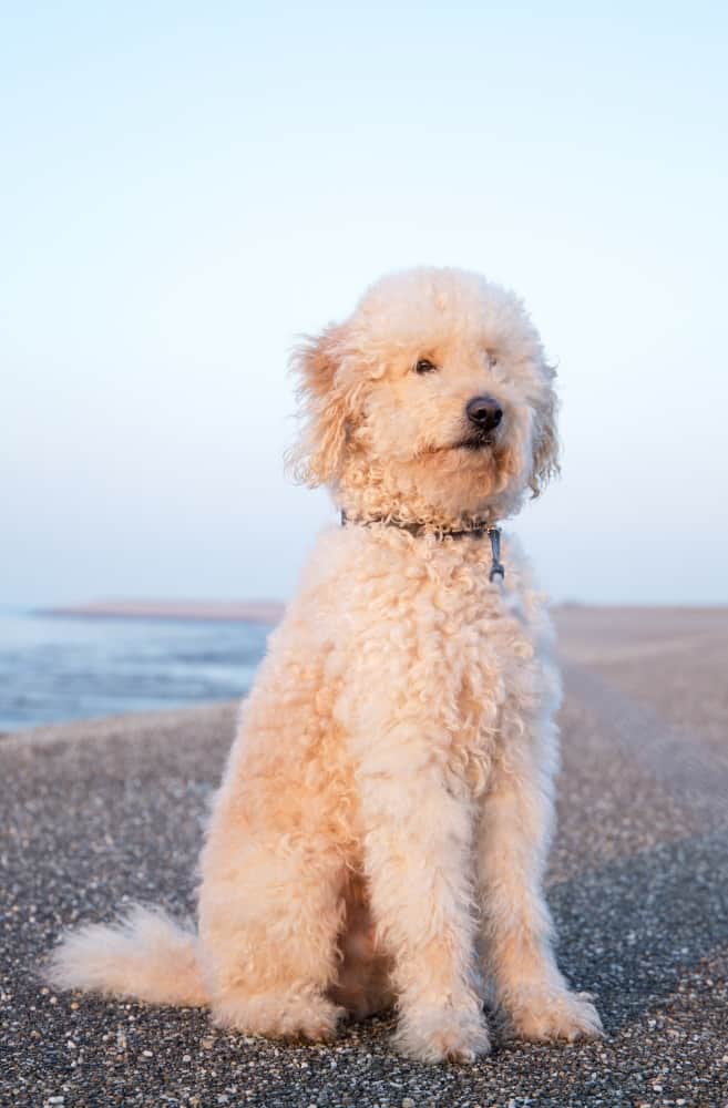 large doodle dog breeds