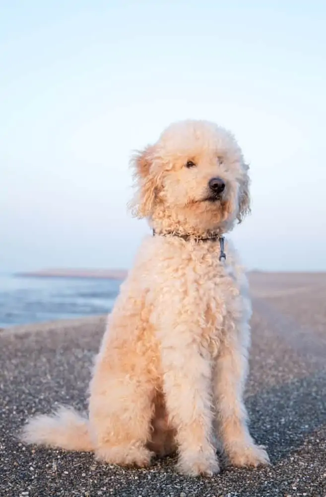BIg beige dog sitting on beach