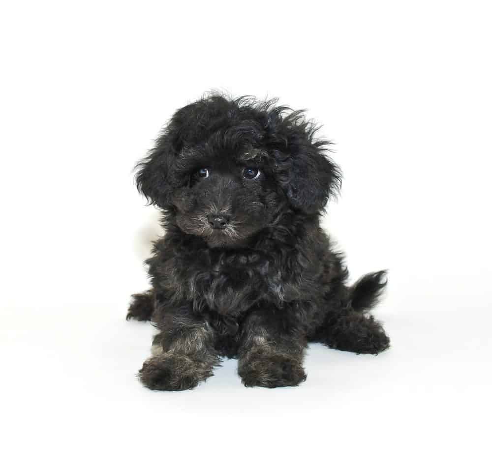 teacup maltipoo black