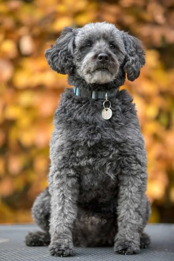 Small black and grey dog sitting outside